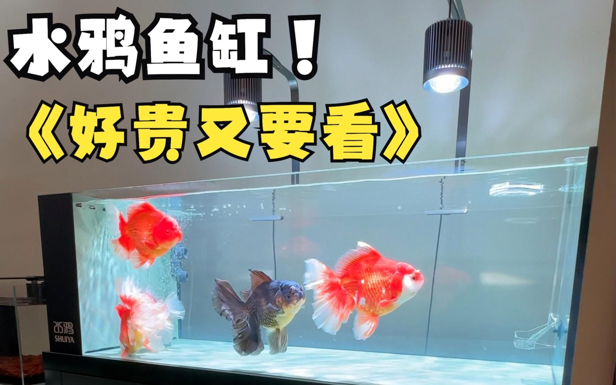 水鴉魚缸有哪些型號推薦？，水鴉魚缸哪個型號性價比最高水鴉魚缸型號對比推薦 水鴉魚缸有哪些型號推薦？，水鴉魚缸哪個型號性價比最高水鴉魚缸型號對比推薦 龍魚百科 第12張