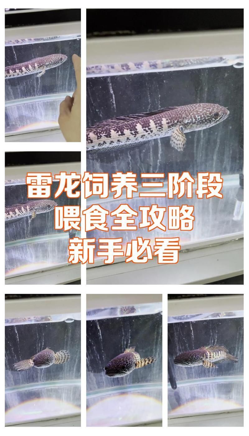 雷龍魚開口后多久喂一次，雷龍魚開口后多久喂一次雷龍魚，雷龍魚開口后多久喂一次 雷龍魚開口后多久喂一次，雷龍魚開口后多久喂一次雷龍魚，雷龍魚開口后多久喂一次 龍魚百科 第1張