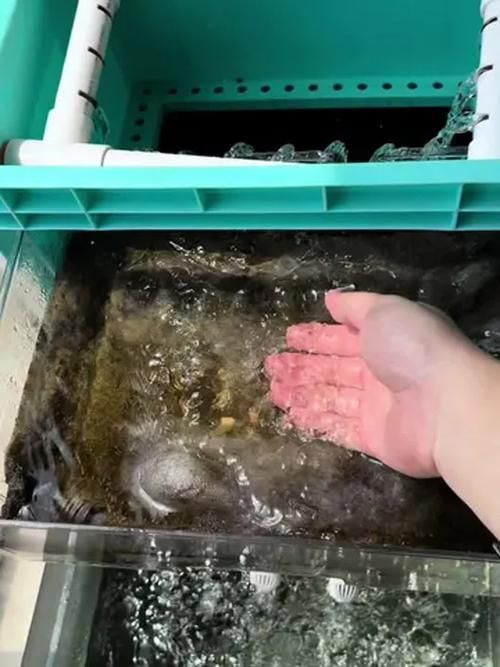 如何判斷魚缸是否需要維修？，如何判斷魚缸是否需要維修