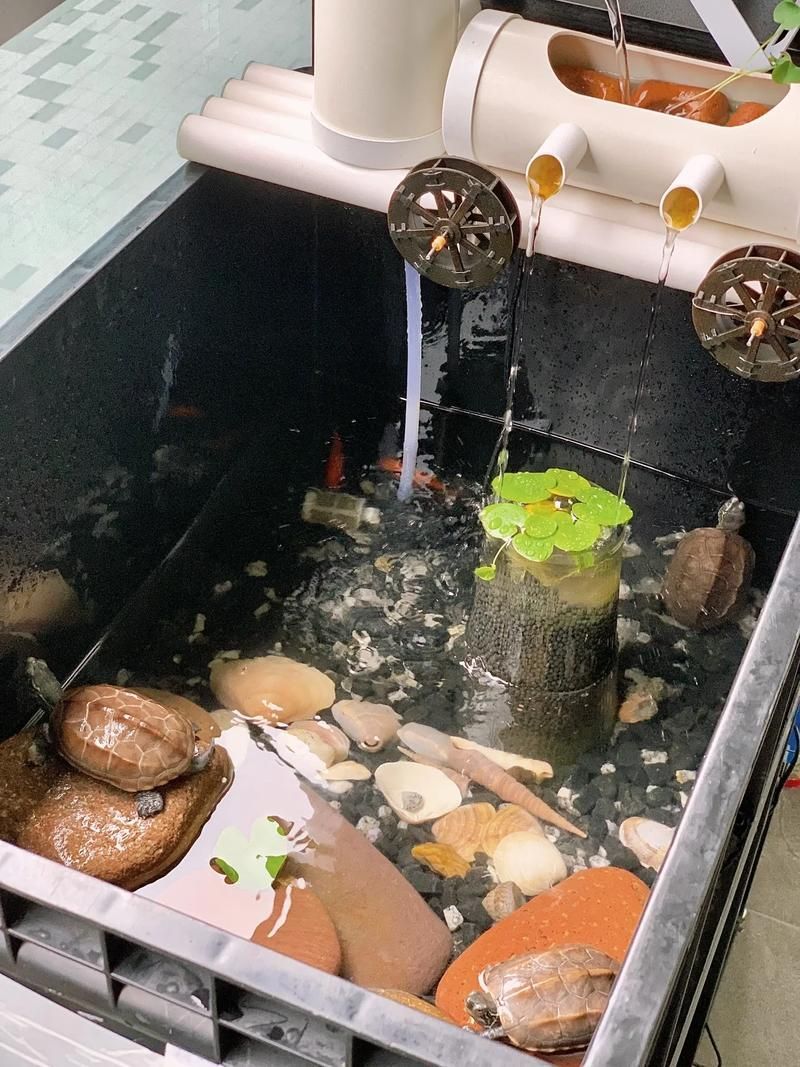 如何判斷魚缸是否需要維修？，如何判斷魚缸是否需要維修