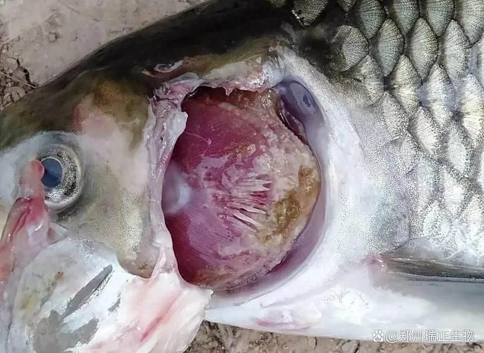 魚病的10種癥狀圖片，水產養殖中常見的10種魚病癥狀及其相應的圖片及其相應的圖片