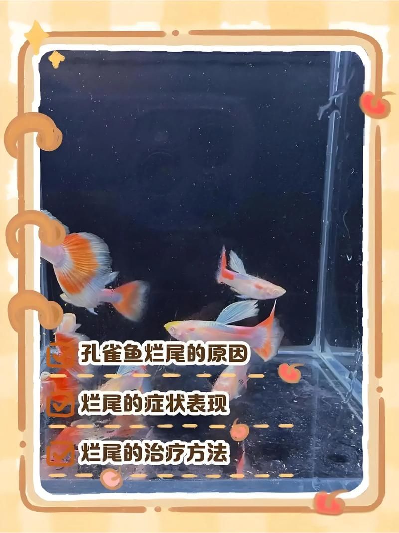 如何預(yù)防魚爛尾感染,如何預(yù)防魚爛尾 龍魚百科 第2張 如何預(yù)防魚爛尾感染,如何預(yù)防魚爛尾 如何預(yù)防魚爛尾感染,如何預(yù)防魚爛尾 龍魚百科 第2張
