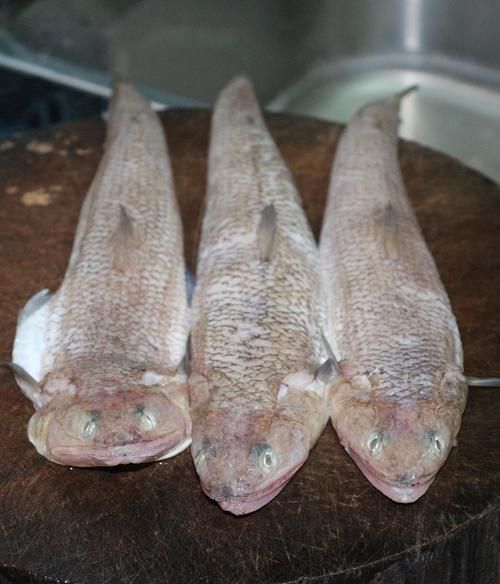 給我一些關于北海回龍魚的信息，“北海回龍魚”并非正式學名，北海回龍魚并非正式學名
