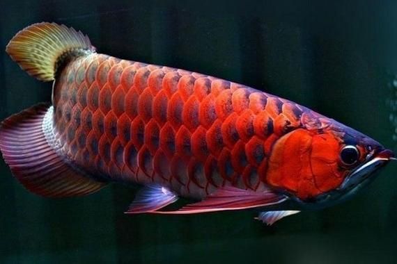 詳解過背金龍魚的飼養(yǎng)方法，過背金龍魚的飼養(yǎng)方法詳解“過背金龍魚的飼養(yǎng)方法”