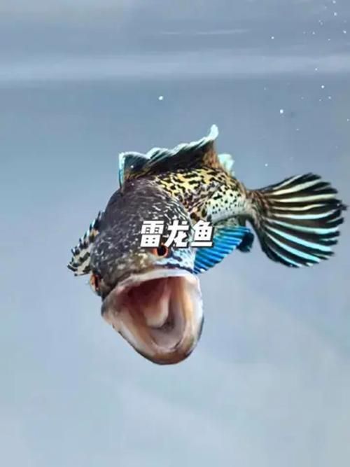 這些雷龍魚的市場價格有何波動，雷龍魚市場價格波動