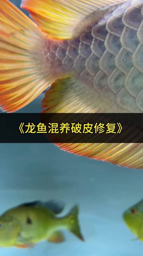 給我一些龍魚爛鰭的圖片，如何判斷龍魚是否患有爛鰭病