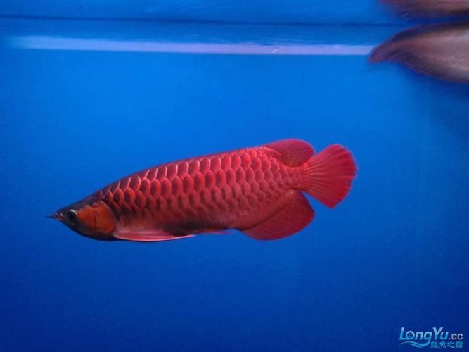 給我一些龍魚爛鰭的圖片，如何判斷龍魚是否患有爛鰭病
