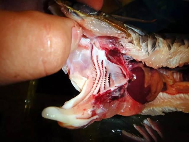 如何安全地食用深海龍魚？，關(guān)于深海龍魚的問(wèn)題