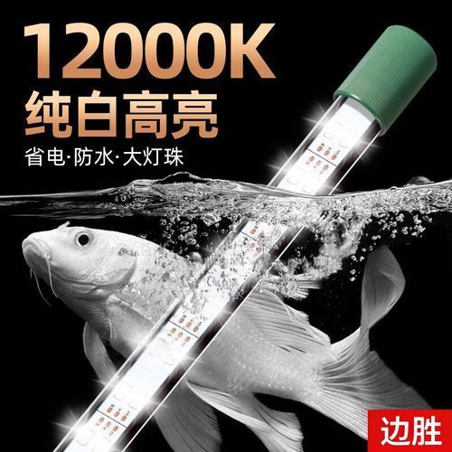 有哪些品牌LED燈適合銀龍魚，銀龍魚養(yǎng)殖愛好者的必備燈具