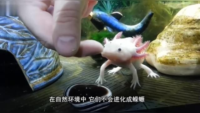 六角龍魚有哪些獨特的生物特性，六角龍魚如何繁殖，六角龍魚飼養指南,