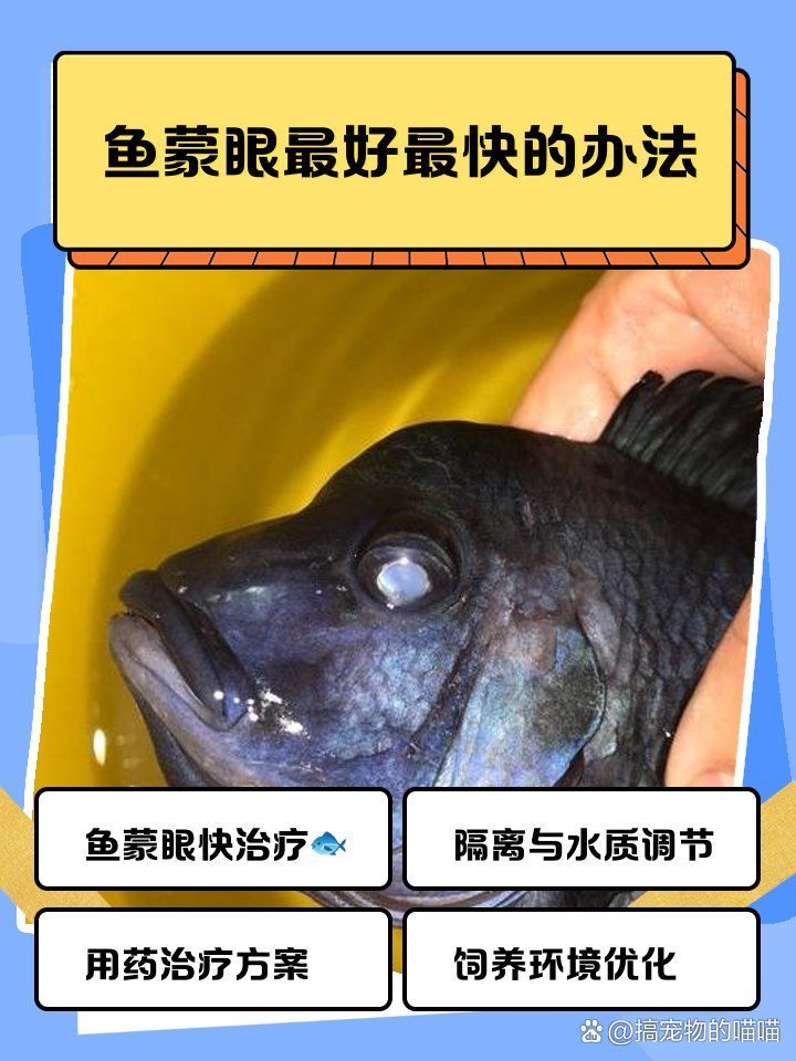 有哪些魚蒙眼特效藥，蒙眼特效藥的使用方法 有哪些魚蒙眼特效藥，蒙眼特效藥的使用方法 龍魚百科 第1張