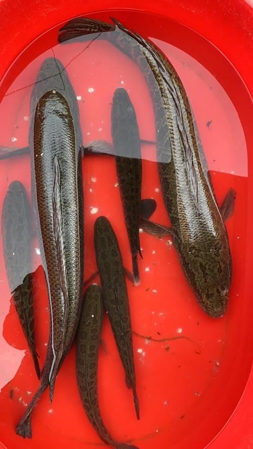 如何判斷黑鱗魚是否新鮮，怎樣判斷黑鱗魚是否新鮮？ 如何判斷黑鱗魚是否新鮮，怎樣判斷黑鱗魚是否新鮮？ 龍魚百科 第3張