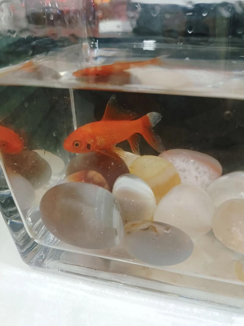 如何判斷黑鱗魚是否新鮮，怎樣判斷黑鱗魚是否新鮮？ 如何判斷黑鱗魚是否新鮮，怎樣判斷黑鱗魚是否新鮮？ 龍魚百科 第5張