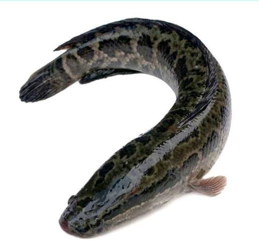 如何判斷黑鱗魚是否新鮮，怎樣判斷黑鱗魚是否新鮮？ 如何判斷黑鱗魚是否新鮮，怎樣判斷黑鱗魚是否新鮮？ 龍魚百科 第1張