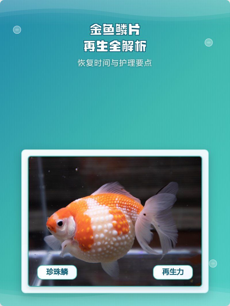 金魚掉鱗后多久會恢復，小櫻札記，金魚掉鱗后多久能恢復正常活動 金魚掉鱗后多久會恢復，小櫻札記，金魚掉鱗后多久能恢復正常活動 龍魚百科 第2張