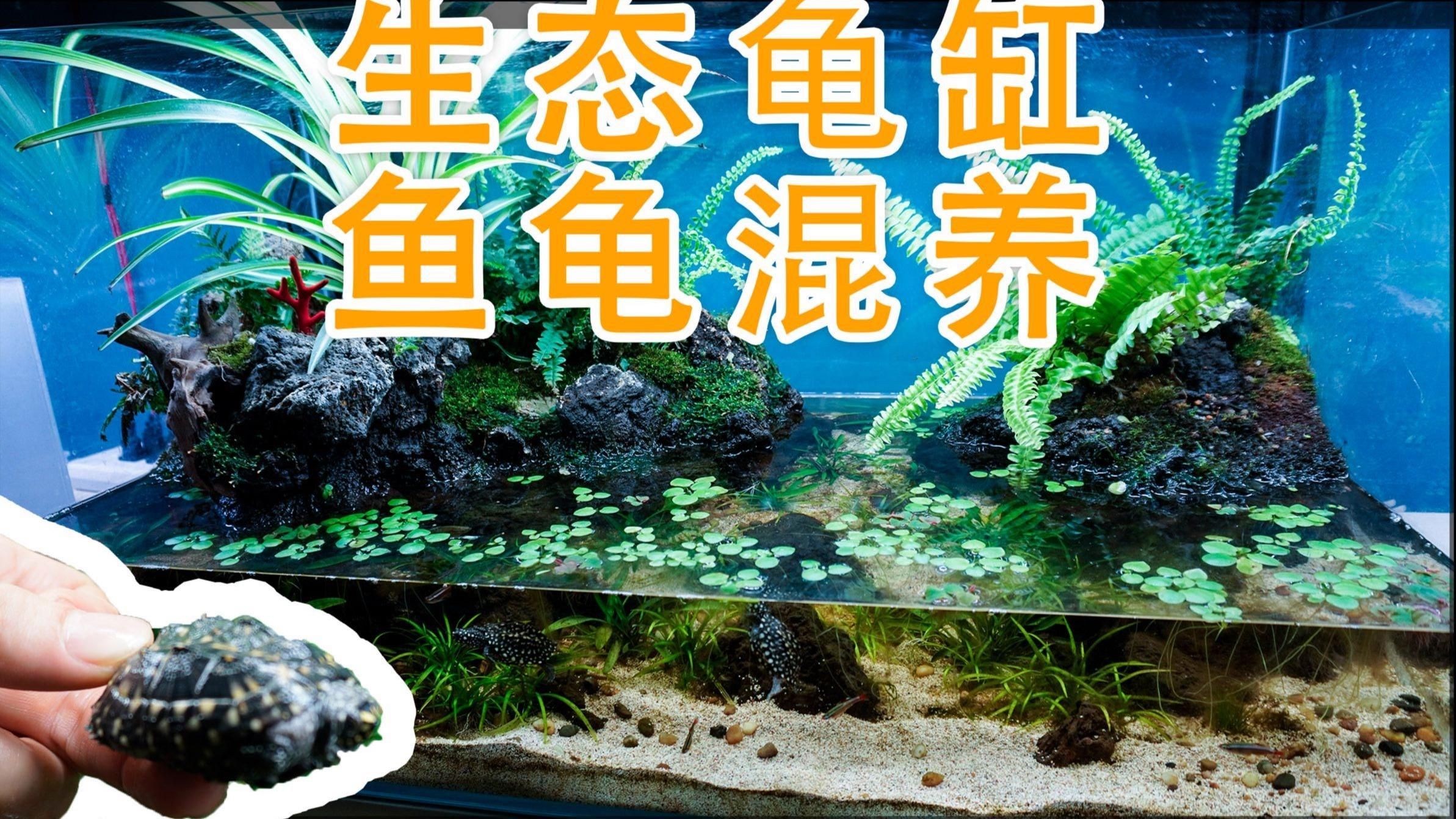 龜魚共養需要哪些設備，低成本打造龜魚混養缸全攻略堅持就是勝利victory