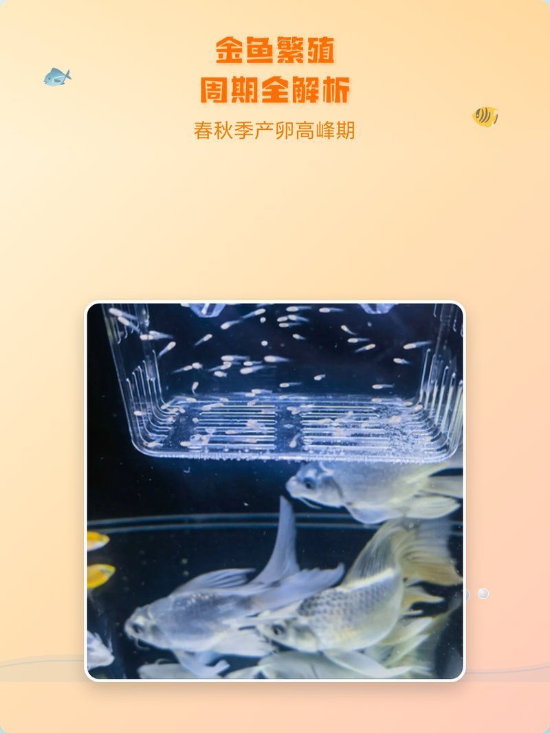 金魚產卵需要多久，金魚產卵的時間因品種和環境條件而異