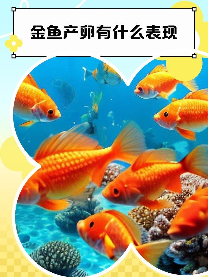 金魚產卵需要多久，金魚產卵的時間因品種和環境條件而異