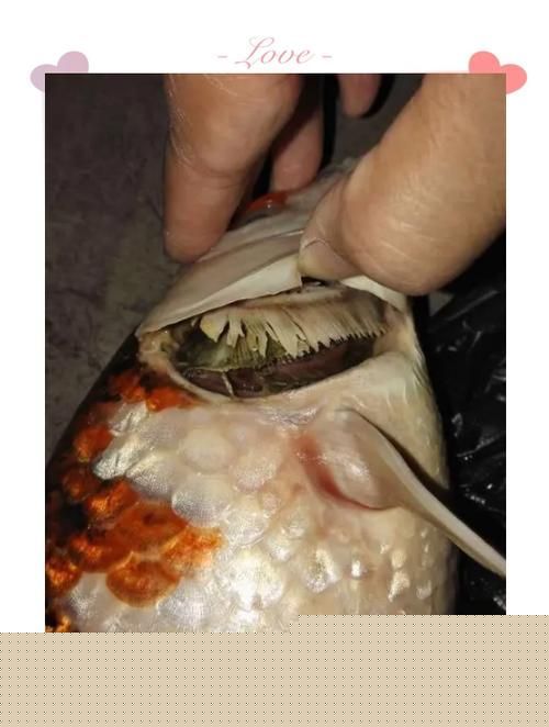 能提供一些龍魚鰓蓋腐爛的圖片嗎，龍魚鰓蓋腐爛如何治療