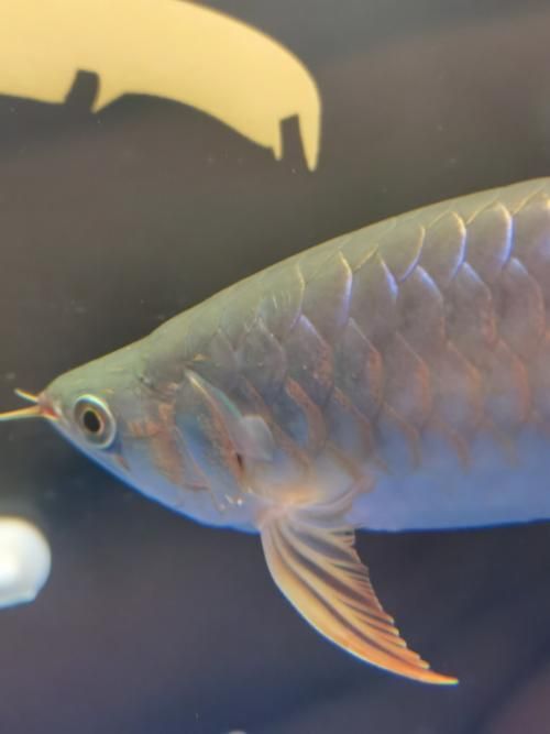 能提供一些龍魚鰓蓋腐爛的圖片嗎，龍魚鰓蓋腐爛如何治療
