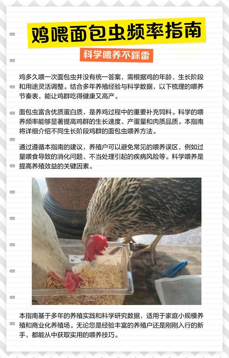 面包蟲干的投喂量應控制在多少，面包蟲干投喂量應控制在每只成年面包蟲每天約0.5克至1克