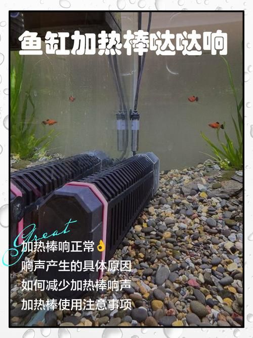 如何預防孔雀魚腹水病，孔雀魚腹水病的預防
