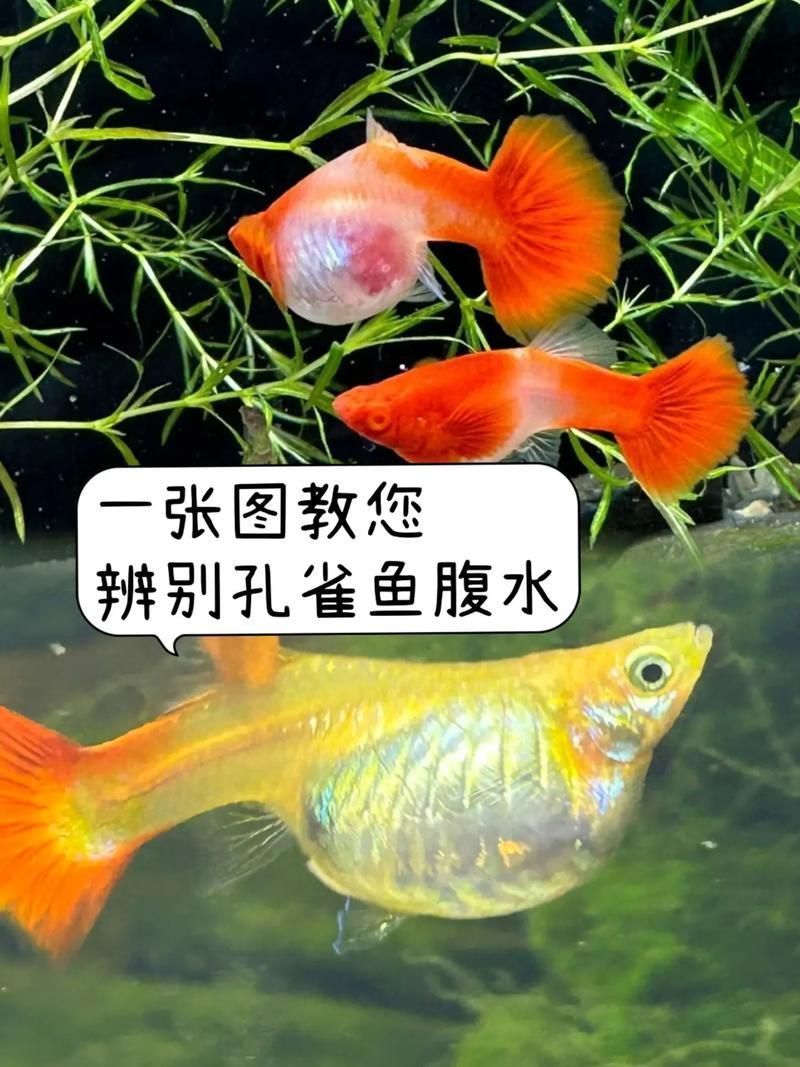 如何預防孔雀魚腹水病，孔雀魚腹水病的預防
