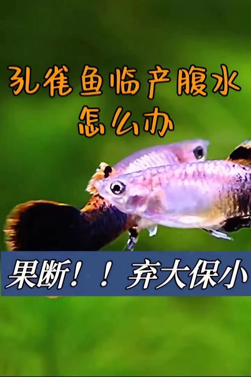 如何預防孔雀魚腹水病，孔雀魚腹水病的預防