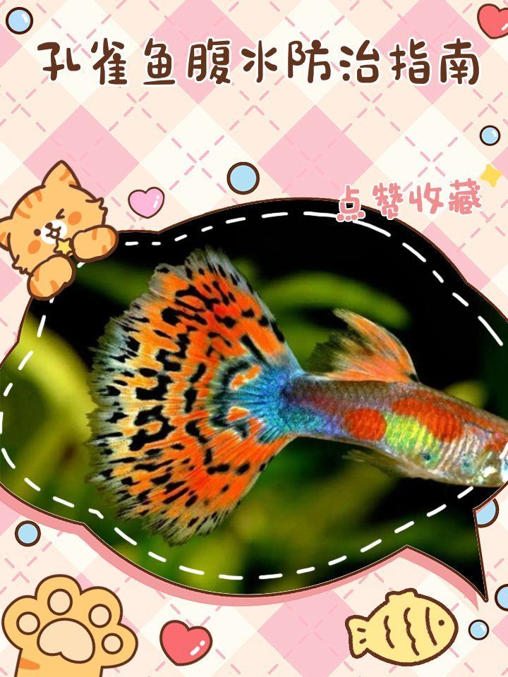 如何預防孔雀魚腹水病，孔雀魚腹水病的預防