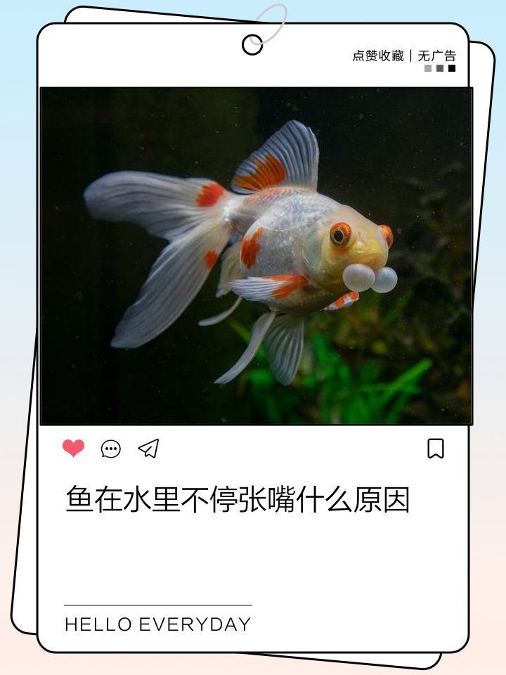 龍魚嘴張一合多久會恢復正常？，關于龍魚嘴部張合的問題
