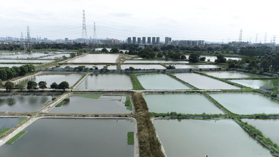 滁州龍魚養殖業的發展情況，“滁州龍魚養殖業”規劃步驟