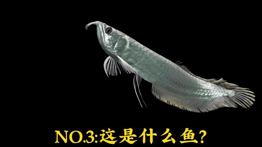 白化銀龍魚和黃化銀龍魚哪個更有收藏價值？，白化銀龍魚與黃化銀龍魚的區別 白化銀龍魚和黃化銀龍魚哪個更有收藏價值？，白化銀龍魚與黃化銀龍魚的區別 龍魚百科 第9張