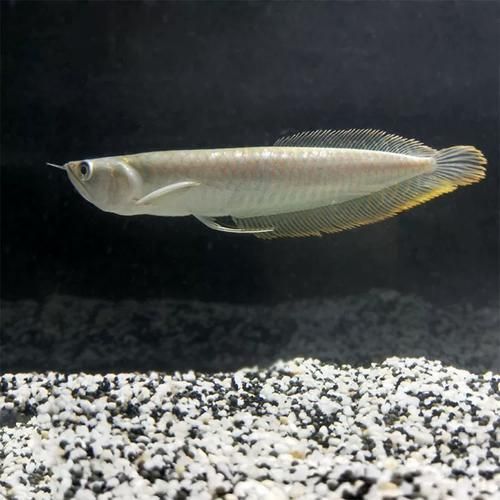 白化銀龍魚和黃化銀龍魚哪個更有收藏價值？，白化銀龍魚與黃化銀龍魚的區別 白化銀龍魚和黃化銀龍魚哪個更有收藏價值？，白化銀龍魚與黃化銀龍魚的區別 龍魚百科 第6張