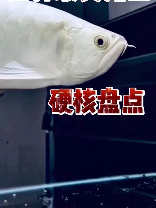 十大最貴龍魚中哪個品種最稀有，十大最貴龍魚之首——雪龍