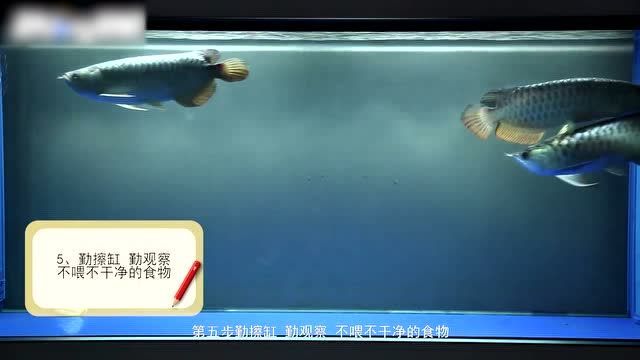 如何預防銀龍魚豎鱗病的復發，銀龍魚豎鱗病復發預防 如何預防銀龍魚豎鱗病的復發，銀龍魚豎鱗病復發預防 龍魚百科 第11張