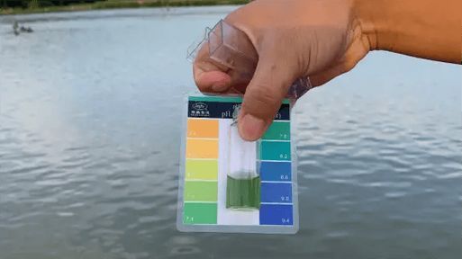 如何預防銀龍魚豎鱗病的復發，銀龍魚豎鱗病復發預防 如何預防銀龍魚豎鱗病的復發，銀龍魚豎鱗病復發預防 龍魚百科 第6張
