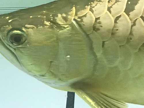 如何預防金龍魚鰓蓋起泡？，如何預防金龍魚鰓蓋起泡