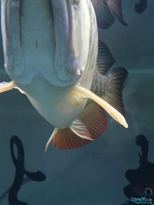 如何預防金龍魚鰓蓋起泡？，如何預防金龍魚鰓蓋起泡