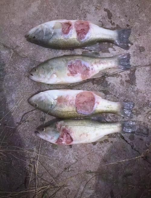 魚得了細(xì)菌感染用什么藥，魚類細(xì)菌感染常見病原體有嗜水氣單胞菌、熒光假單胞菌等