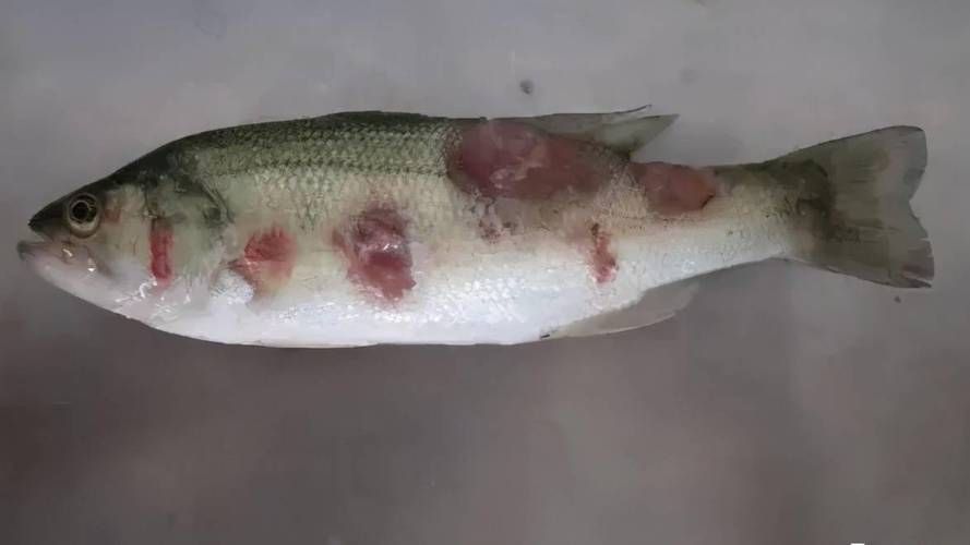 魚得了細(xì)菌感染用什么藥，魚類細(xì)菌感染常見病原體有嗜水氣單胞菌、熒光假單胞菌等