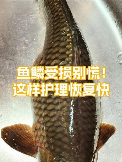 龍魚掉鱗片后多久會長出新鱗片？