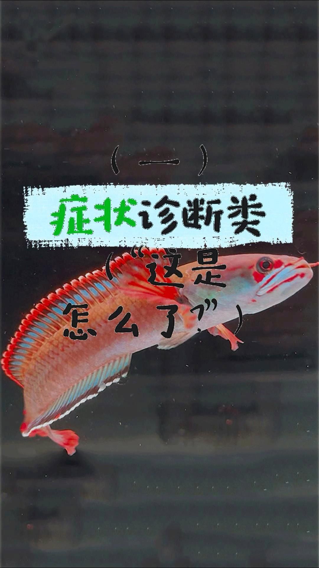 龍魚生病時會有哪些異常行為？，龍魚生病后如何判斷龍魚是否生病，新手必看8個信號