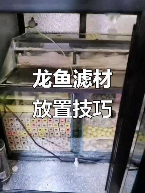 如何預防龍魚爛尾病再次發生，arxiv論文助手arxiv論文助手可輔助獲取科研支持