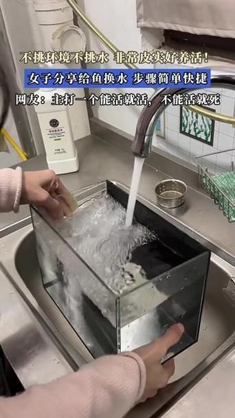 如何預防觀賞魚再次充血，關于觀賞魚充血