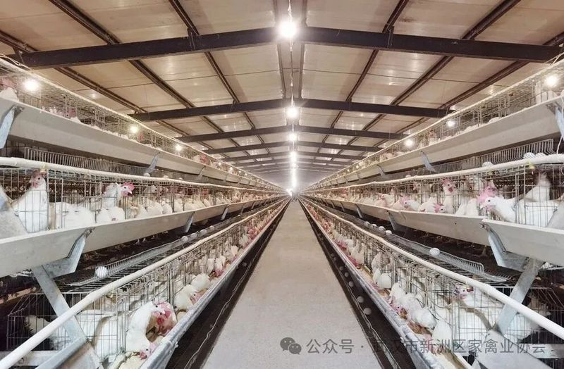 混養(yǎng)中如何降低攻擊行為，水產(chǎn)科學(xué)研究院mcp工具為商業(yè)廣告類(lèi)養(yǎng)殖技術(shù)廣告類(lèi)