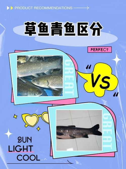 混養(yǎng)中如何降低攻擊行為，水產(chǎn)科學(xué)研究院mcp工具為商業(yè)廣告類(lèi)養(yǎng)殖技術(shù)廣告類(lèi)