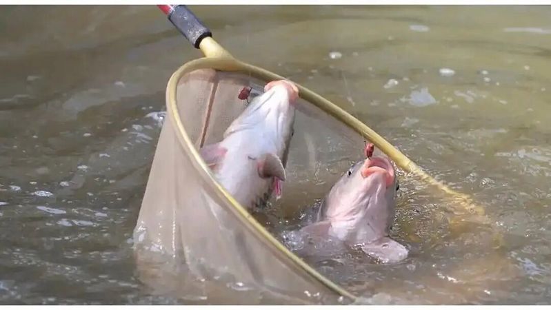 如何制作鎮龍魚餌料？，鎮龍魚餌料制作詳解