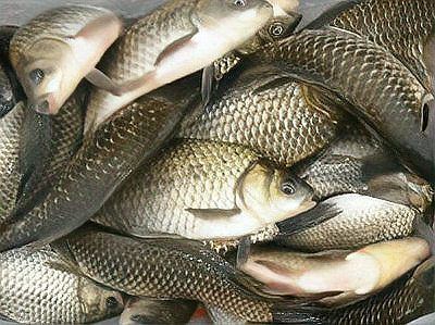 如何制作鎮龍魚餌料？，鎮龍魚餌料制作詳解