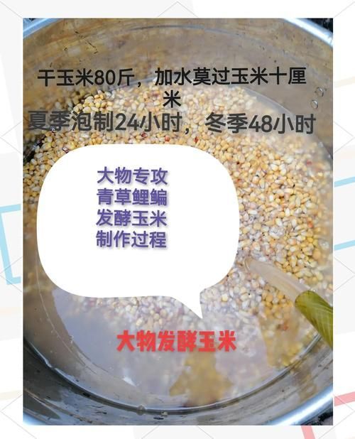 如何制作鎮龍魚餌料？，鎮龍魚餌料制作詳解