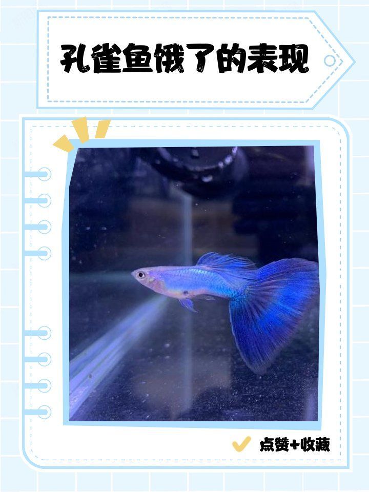 孔雀魚夜間需要喂食嗎，孔雀魚夜間喂食有哪些誤區